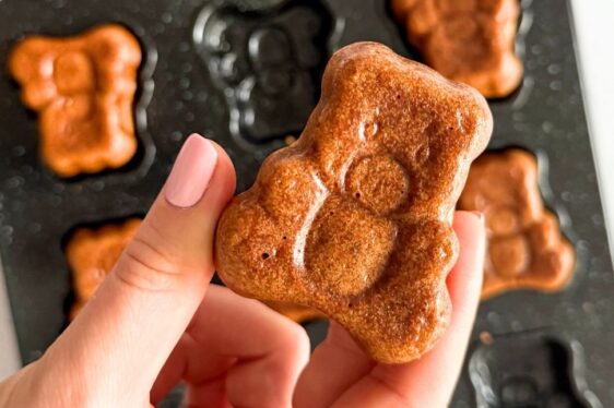 domowe misie lubisie